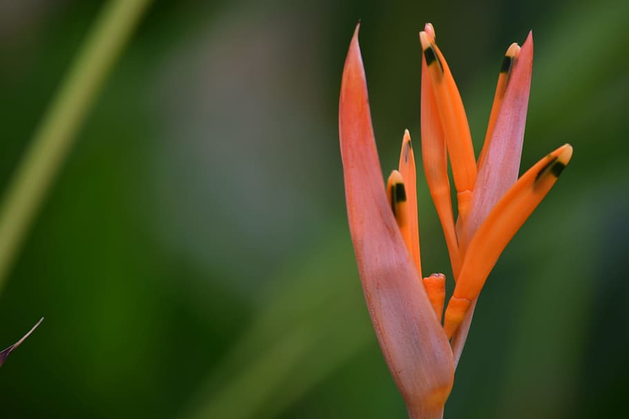 nature, plant, outdoors, flower, leaf, garden, flowering plant HD wallpaper