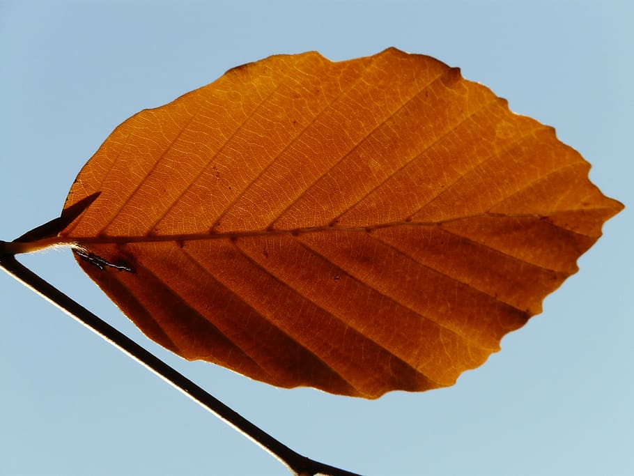 leaf, lonely, alone, beech, fagus sylvatica, golden autumn, HD wallpaper