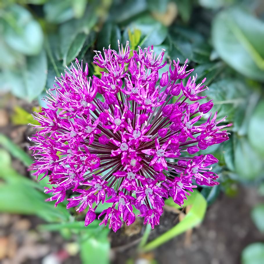 Ornamental, Onion, Allium, Blossom, Bloom, ornamental onion HD wallpaper