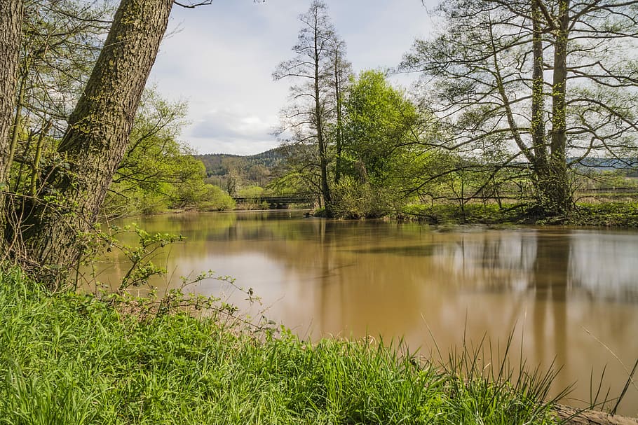 nature, waters, tree, landscape, plant, tranquility, beauty in nature HD wallpaper