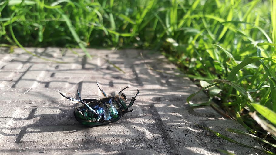beetle, chafer, green, insect, closeup, insects, grass, nature HD wallpaper