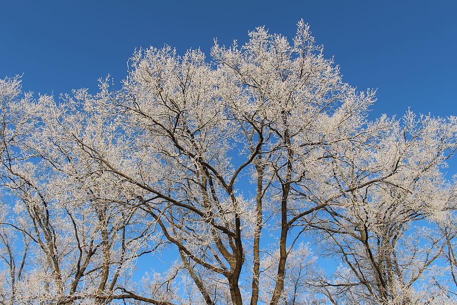 Frost, Forest, Landscape, Trees, Cold, winter, icy, nature HD wallpaper