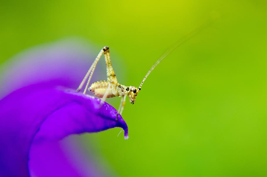 selective focus photography of brown cricket perched on purple petaled flower HD wallpaper
