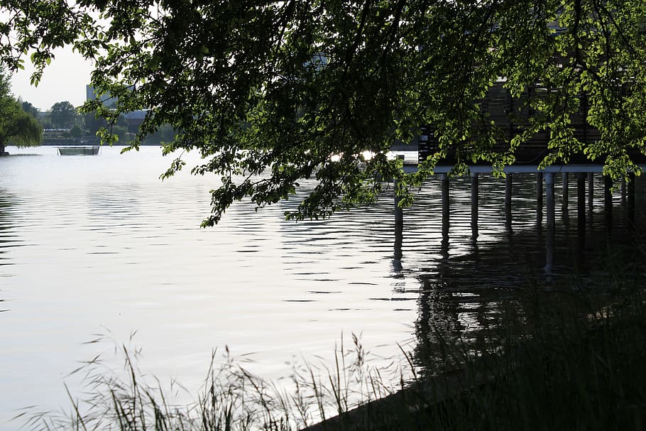 water, lake, bucharest, plant, tree, tranquility, growth, nature HD wallpaper