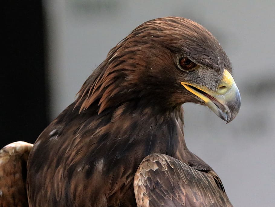 brown American Eagle closeup photograpy, golden eagle, bird HD wallpaper