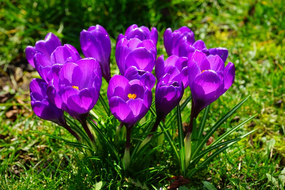 crocus, flowers, purple, close, spring, bühen, colorful, violet, HD wallpaper