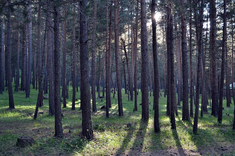 forest, mountains, nature, trees, plant, land, trunk, growth HD wallpaper
