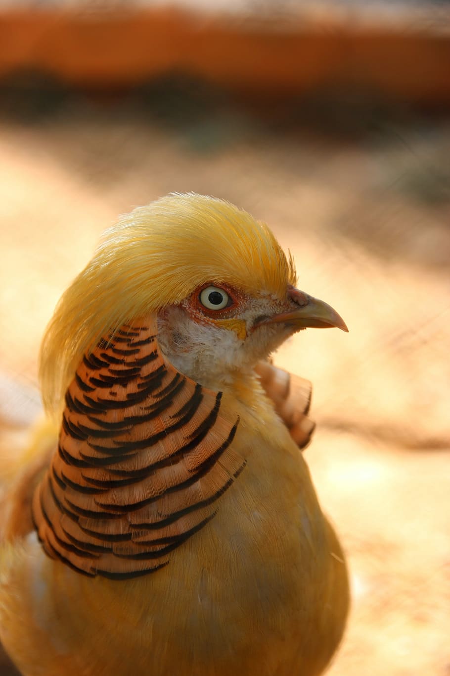 birds, yellow, animal themes, vertebrate, one animal, animal wildlife HD wallpaper