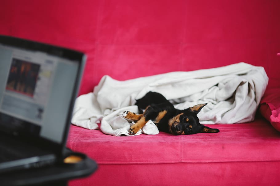 A cute puppy in a pink bed, dog, pet, animal, sleep, sleeping, HD wallpaper