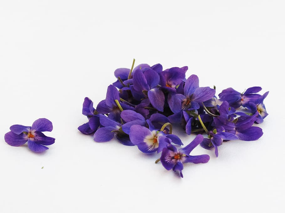 purple petaled flowers on white surface, violets, background HD wallpaper