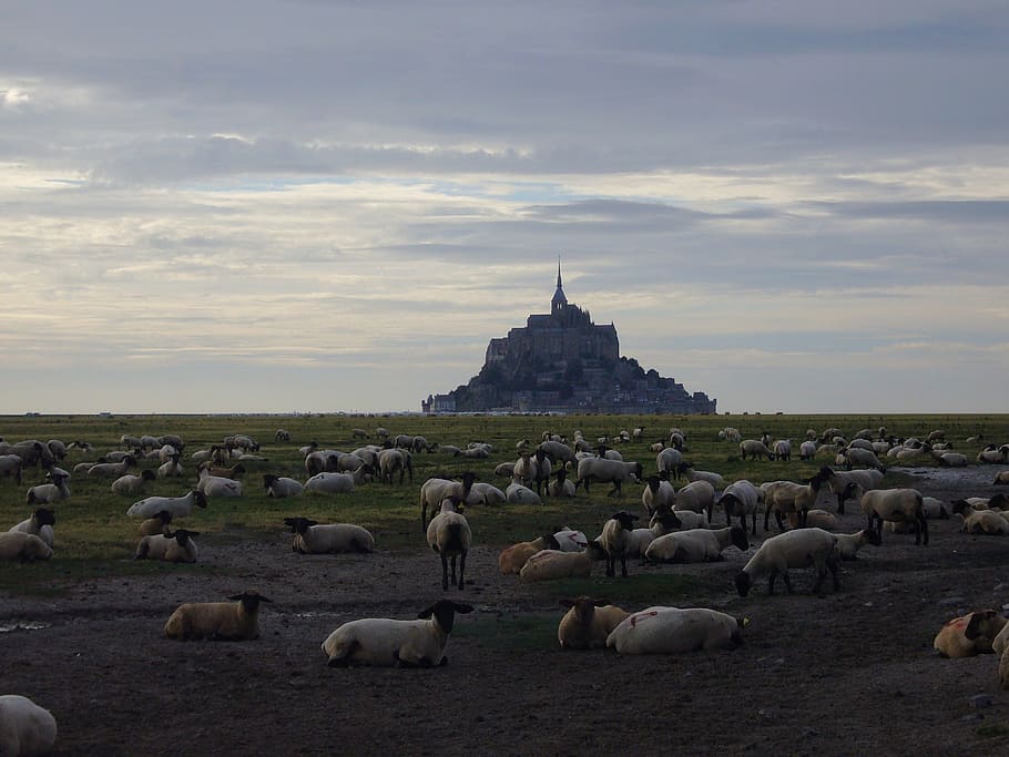 land full of goat during daytime, mont st michel, sheep, flock of sheep, HD wallpaper