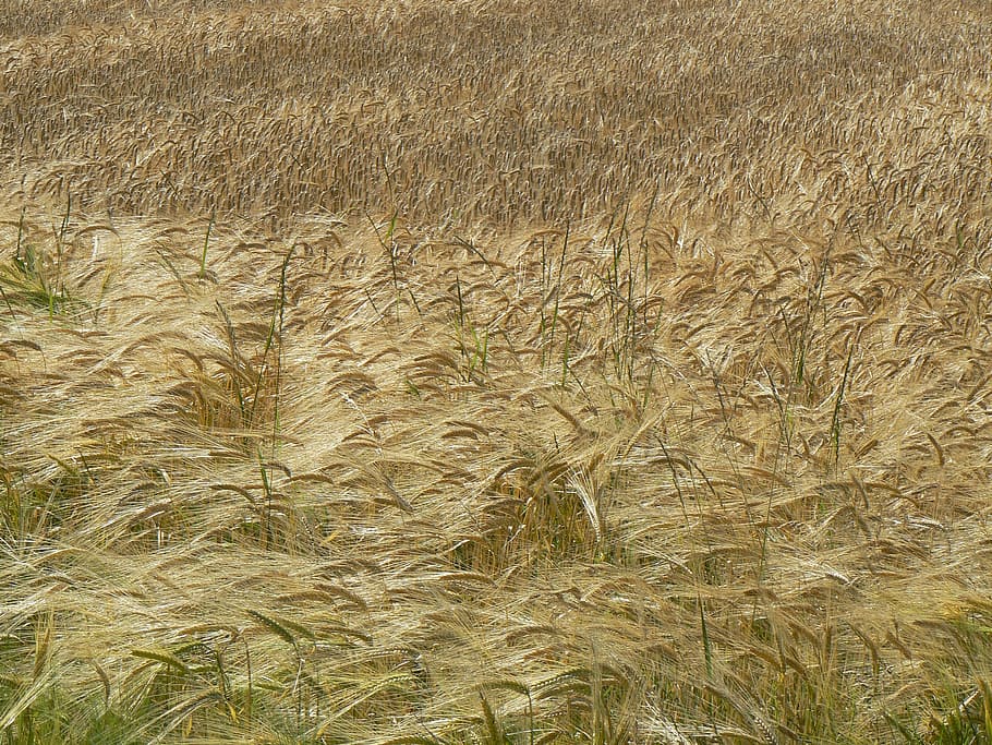 nature, field, landscape, plant, agriculture, rural scene, growth HD wallpaper