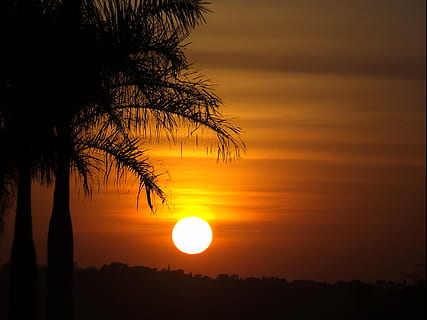 Sol, Eventide, Sunset, Finale, coconut tree, twilight, scenics HD wallpaper