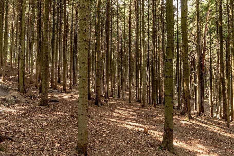 forest, tree, the bark, brown, nature, root, green, foliage HD wallpaper