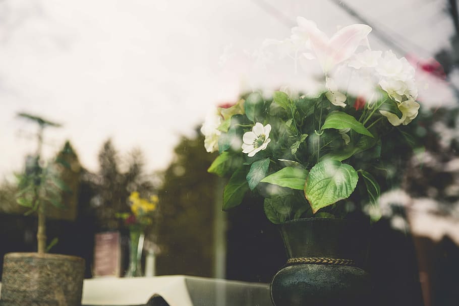 white petaled flowers on black vase, objects, urban, lazy, window, HD wallpaper