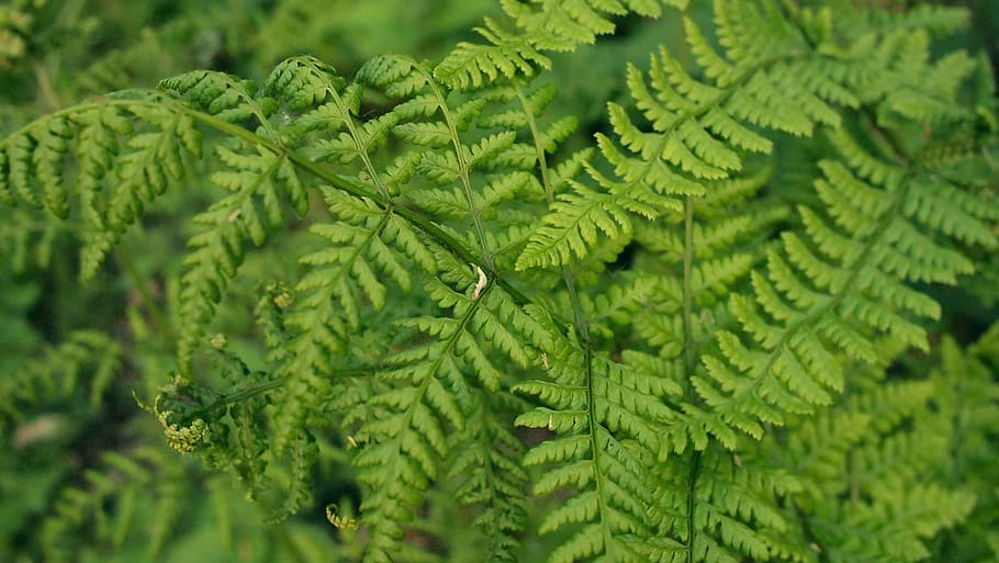 macro photography of green leaf plant, leaves, trees, plants HD wallpaper