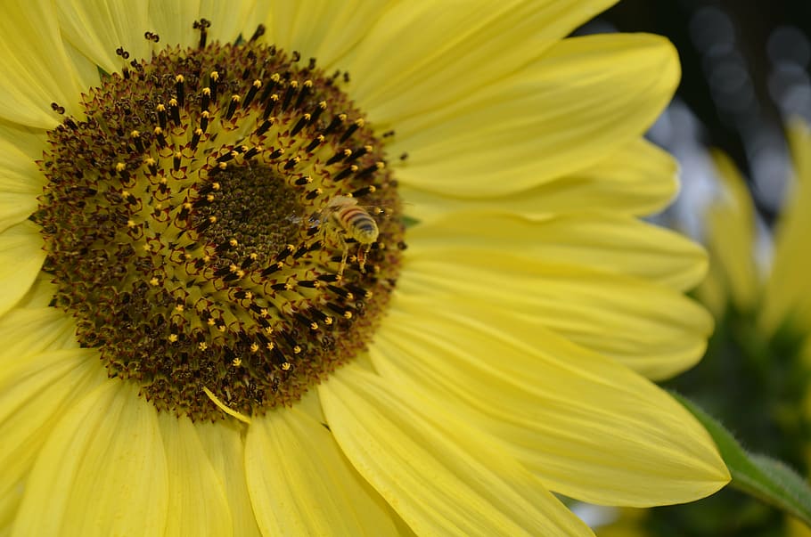sunflower, bee, summer, blossom, insect, yellow, colorful, nature HD wallpaper