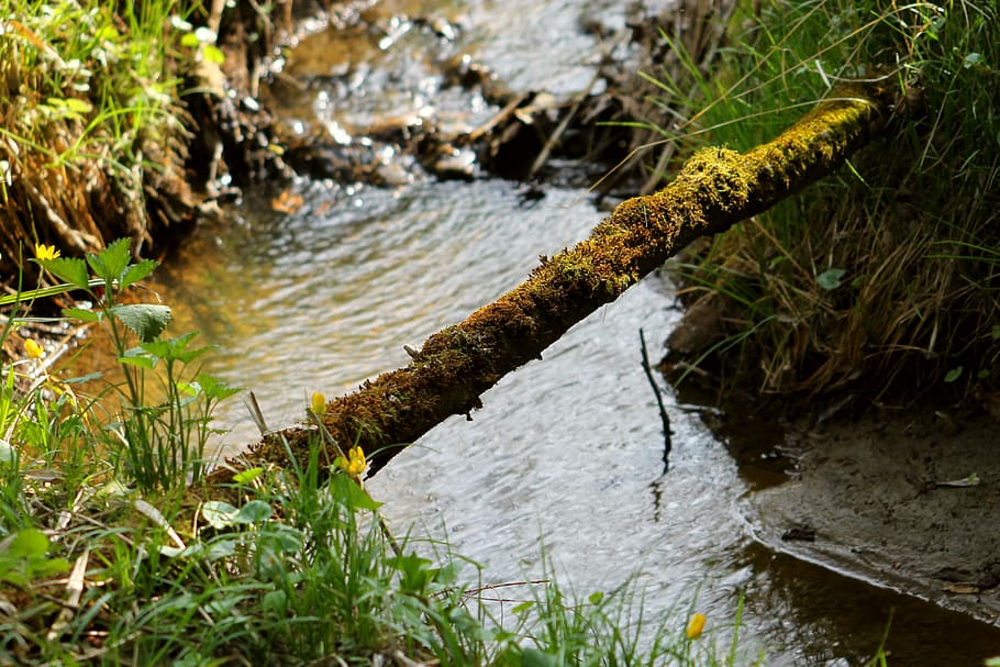 forest, stream, brooklet, branch, moss, sunlight, moisture HD wallpaper
