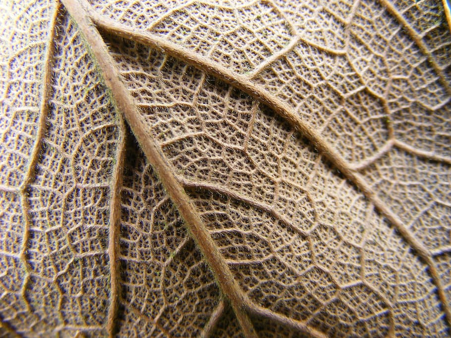 leaf, life, plant, close-up, leaf vein, full frame, no people HD wallpaper