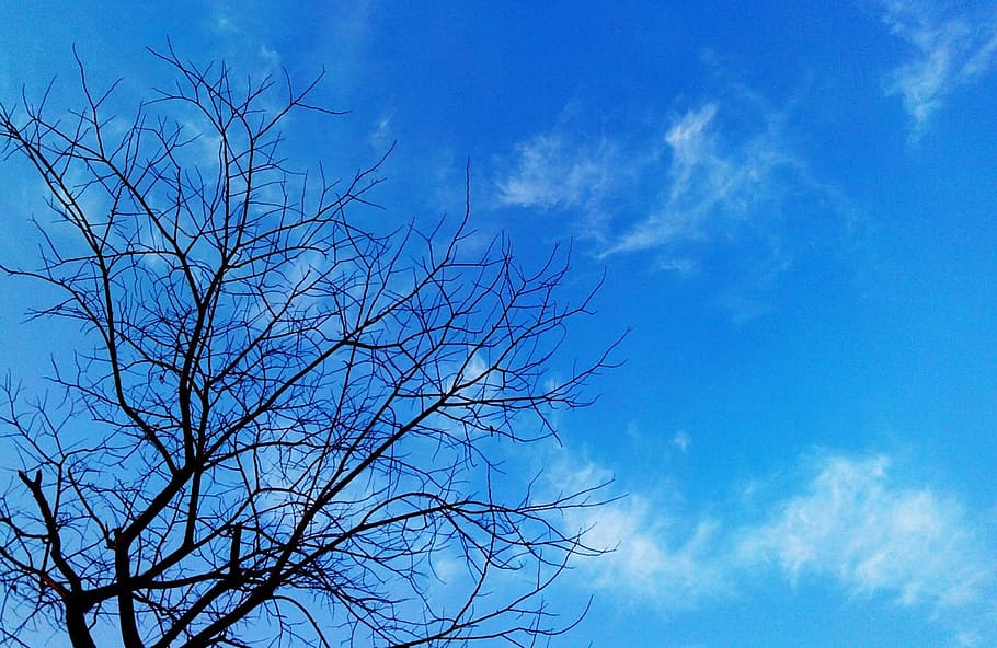 tree, branches, bare, nature, weather, sky, blue, bare tree HD wallpaper