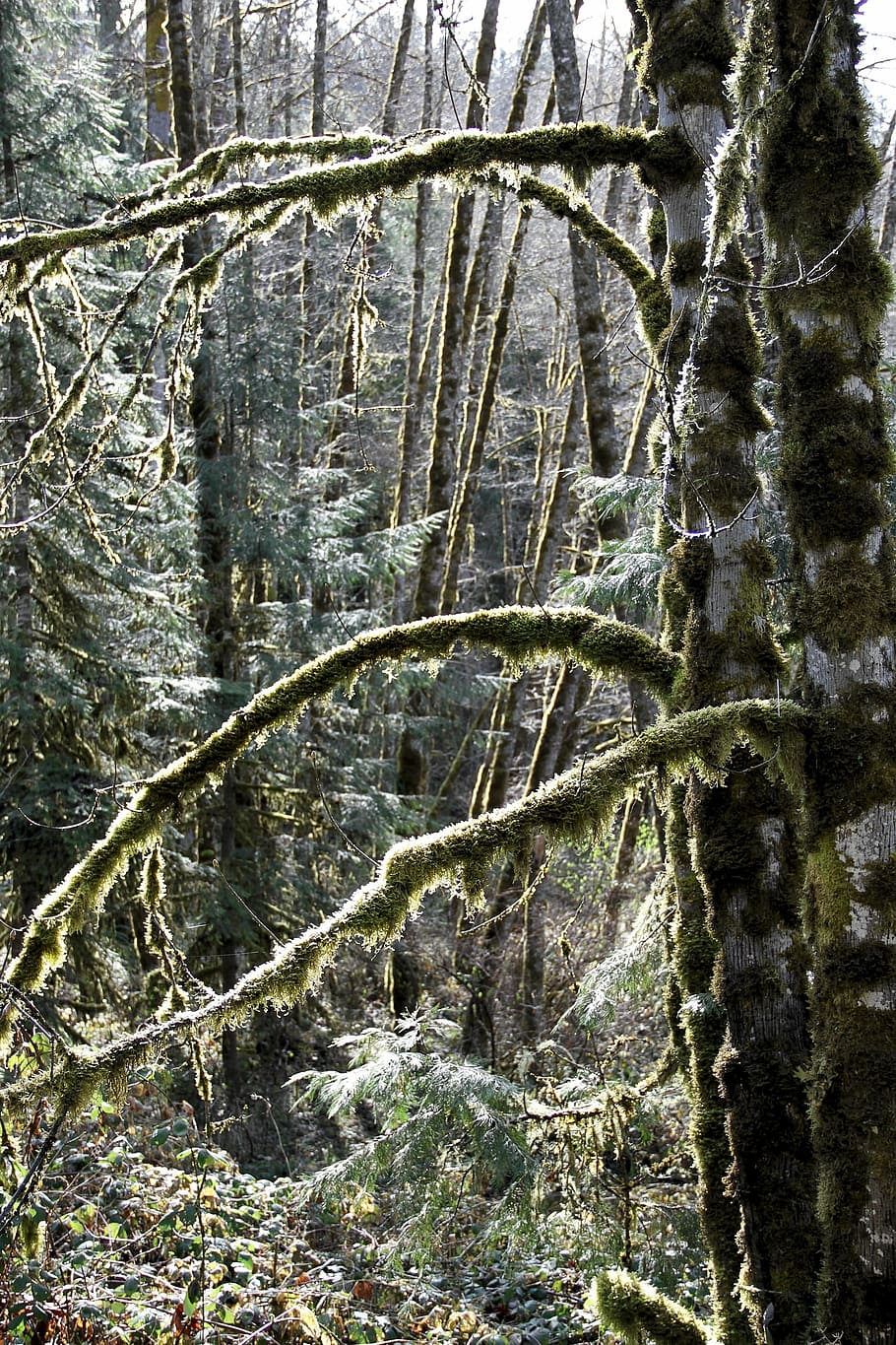 moss, tree, nature, green, trunk, wood, texture, old, lichen HD wallpaper