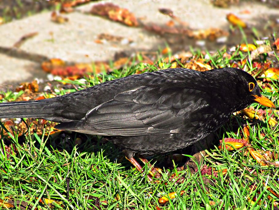 kos, bird, birds, grass, yellow beak, nature, black bird, spring HD wallpaper