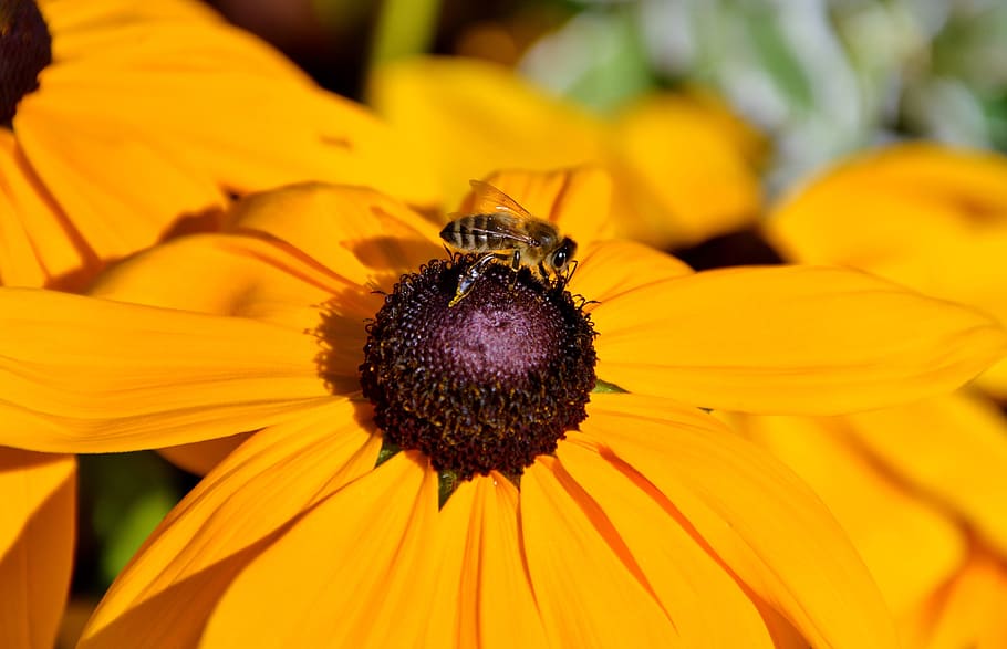 flower, sun hat, bee, pollen, collect, sprinkle, blossom, bloom HD wallpaper