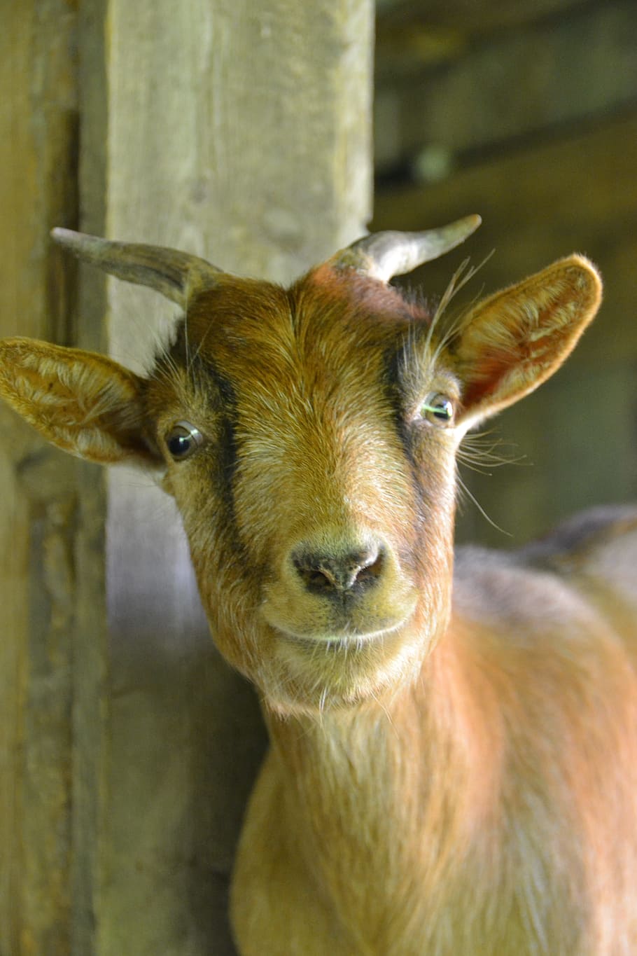 goat, nature, dwarf goat, creature, horns, domestic goat, kid, HD wallpaper