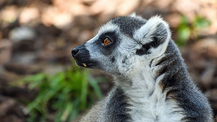 lemur, maki catta, look, portrait, eye, eyes, primate, one animal, HD wallpaper