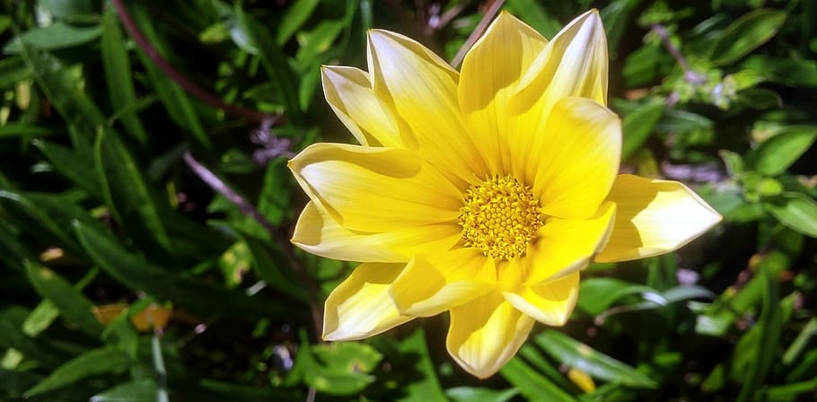 nature, plant, leaf, summer, flower, flowering plant, yellow HD wallpaper