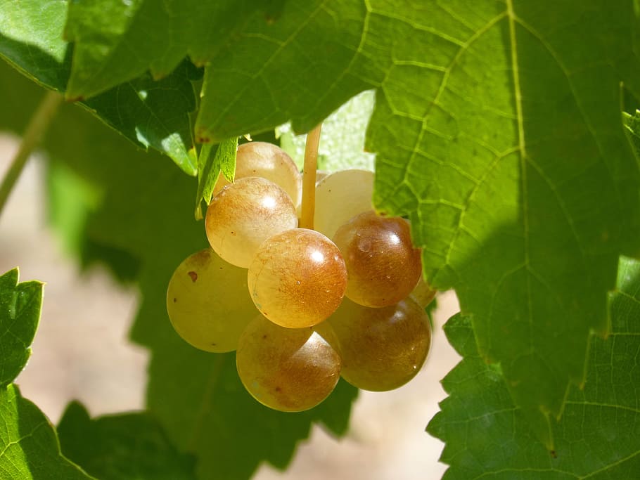 grape, mature, seasoning, macabeo, vine, viticulture, vintage, HD wallpaper