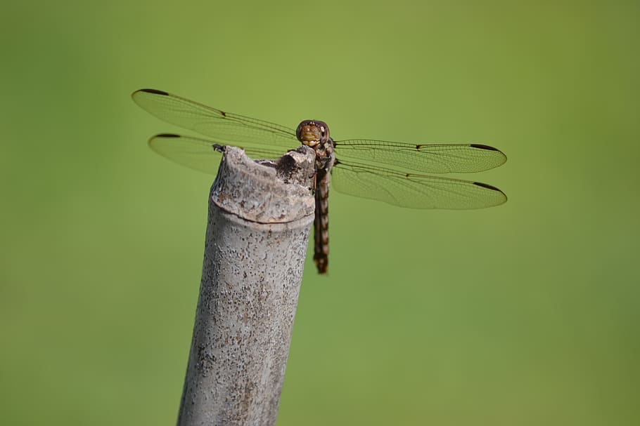 animal, dragonfly, insect, macro, wings, animal themes, animal wildlife HD wallpaper
