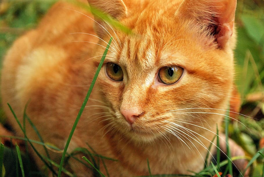 orange Tabby cat on grass field during daytime, cats, animals, HD wallpaper