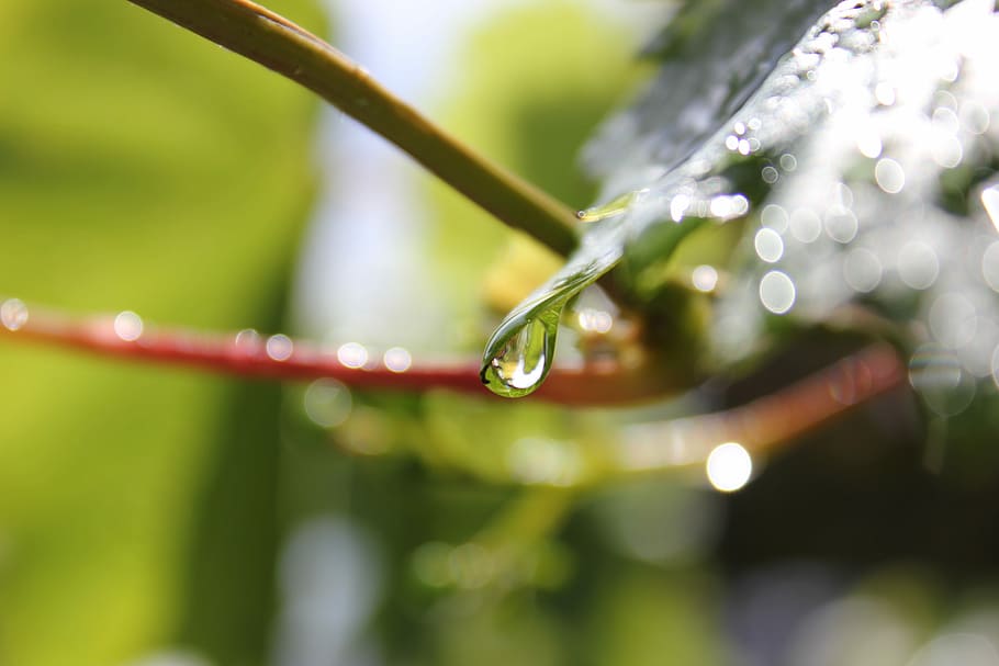Raindrop, Leaf, Plant, Water, wet, nature, close-up, selective focus HD wallpaper