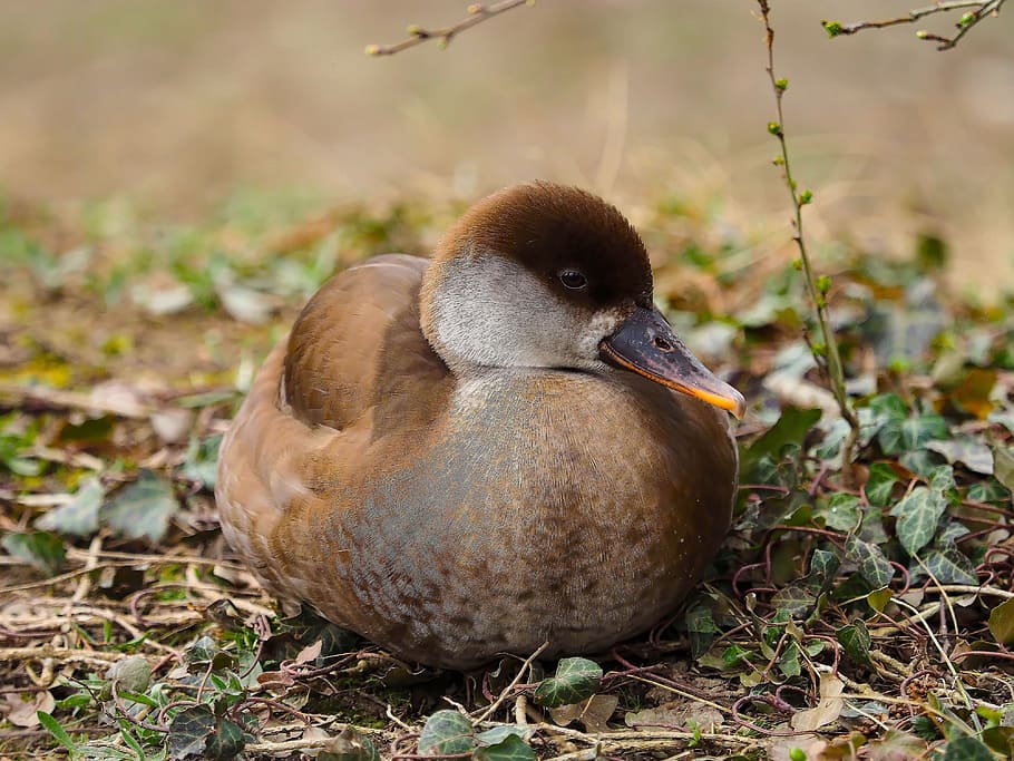 barnacle, ducks, net-rousse, wild ducks, plumage, animal, animals HD wallpaper