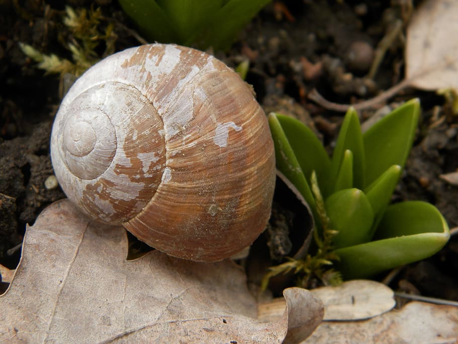 nature, snail, shell, close-up, leaf, plant part, no people HD wallpaper