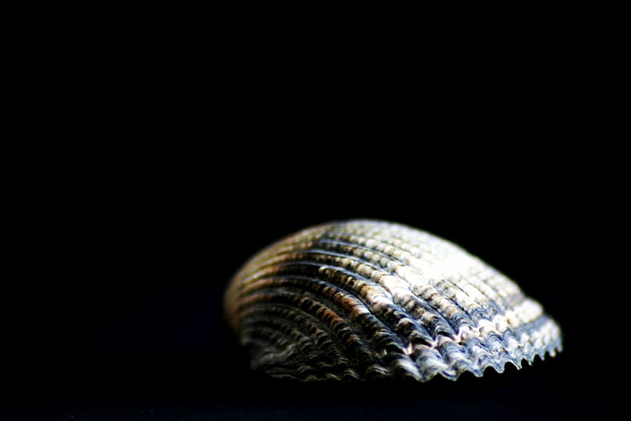 shell, close, water creature, sea animals, flotsam, swirl, studio shot HD wallpaper