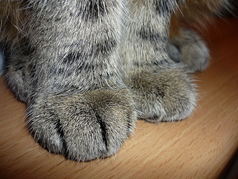 gray cat on top of brown wooden surface, Cat, Cat, Cat'S Paw