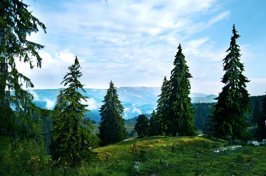 landscape photography of green trees, aerial view of mountain HD wallpaper