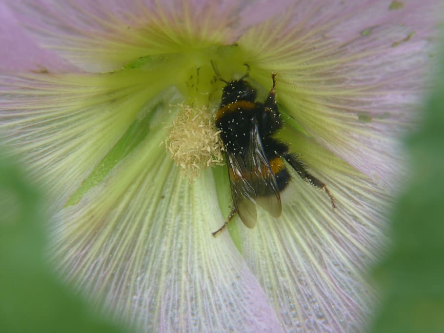 bee, flower, blossom, bloom, flowering plant, fragility, vulnerability HD wallpaper