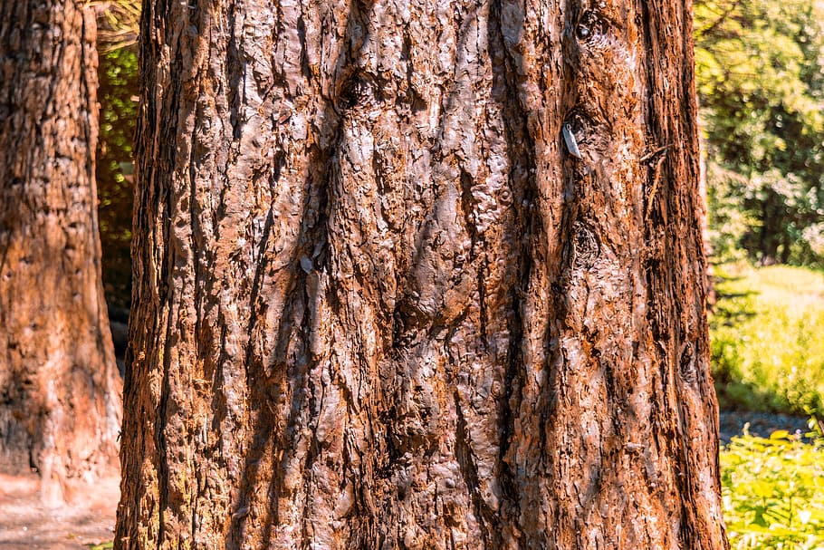 tree, sequoia, forest, tribe, huge, cypress under glass, enormous HD wallpaper