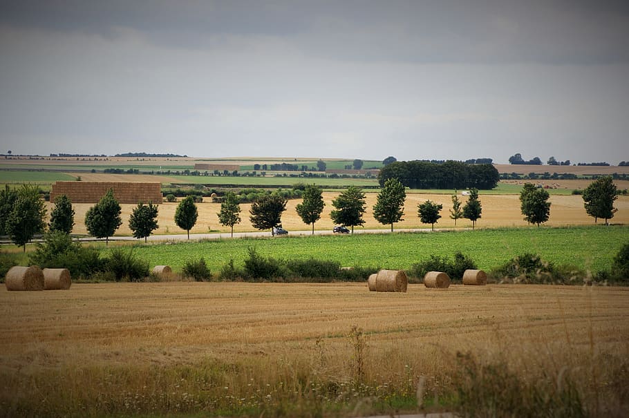nature, field, summer, landscape, plant, agriculture, bale HD wallpaper