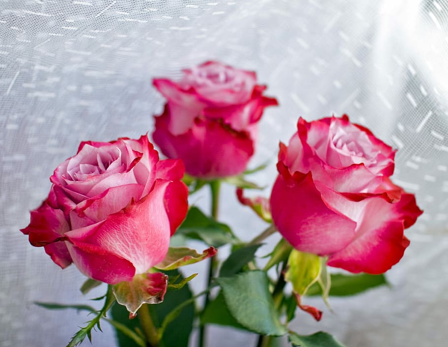 Roses, Flowers, Background, Tulle, red, pink color, petal, nature HD wallpaper