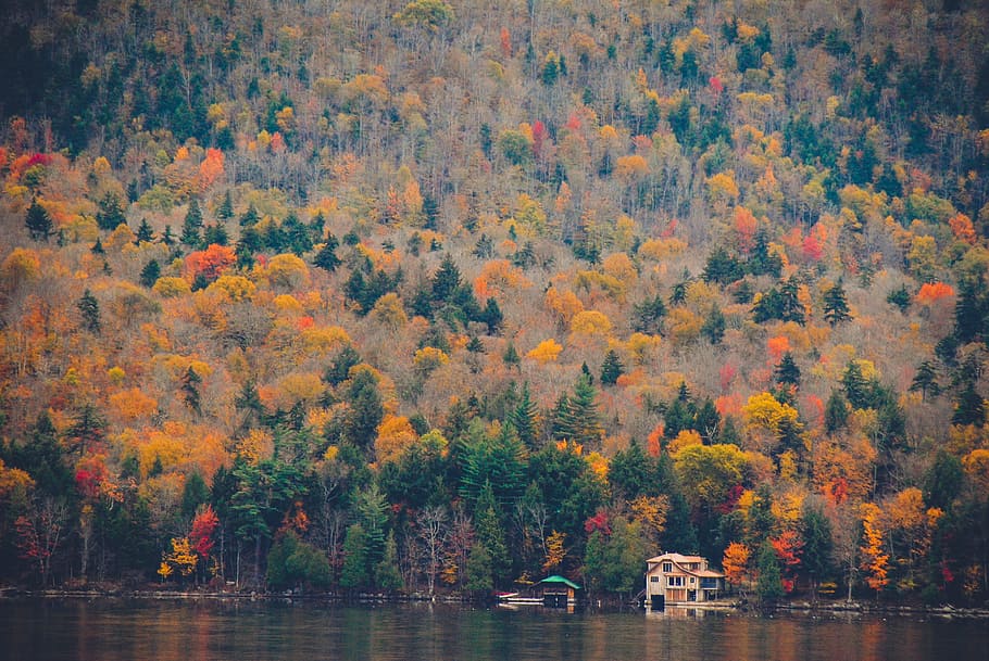 landscape photo of mountains full of trees near body of water during daytime, body of water near buildings next to forest HD wallpaper