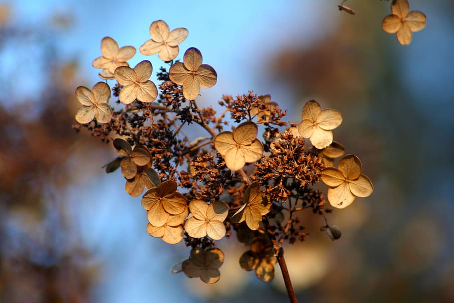 shallow focus photo of beige flowers, hydrangea, autumn, fall HD wallpaper