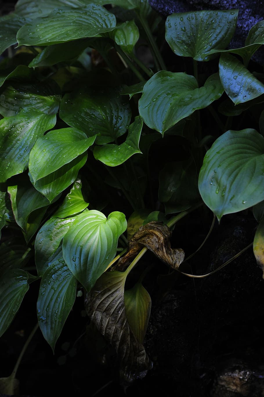 leaf, atmosphere, photo, background, cool website, nature, light HD wallpaper
