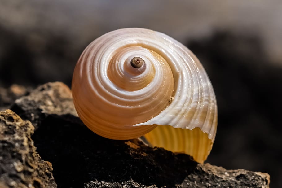 Shell, Beach, Nature, Seashell, summer, snail, one animal, spiral HD wallpaper