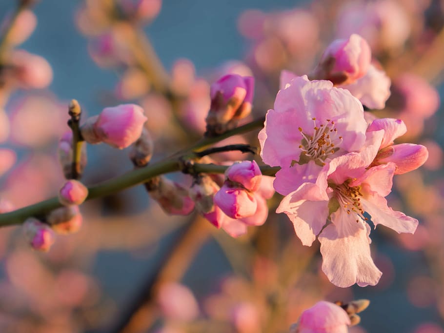 flower, blossom, bloom, flowering plant, pink color, freshness HD wallpaper