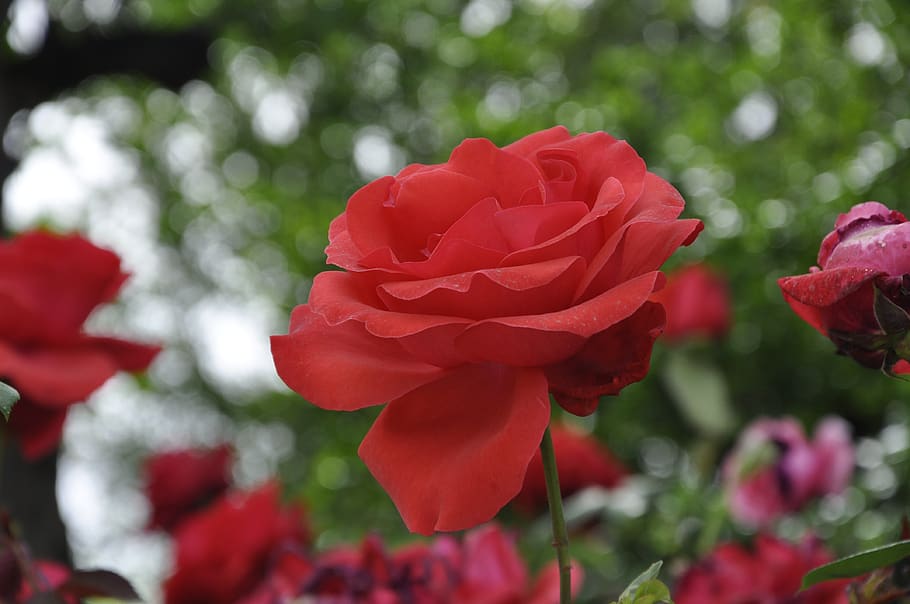 rose, flower, flowering plant, beauty in nature, fragility HD wallpaper