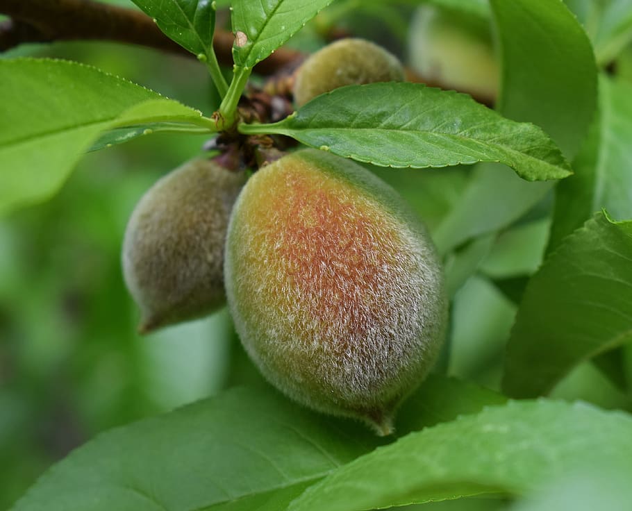 Ripening, Peach, Fruit, Fuzzy, ripening peach, spring, food, HD wallpaper